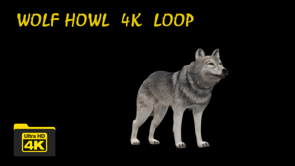 4K Realistic 3D Wolf Howling Animation alt