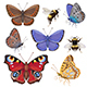 Set of Butterflies and Bumblebees - GraphicRiver Item for Sale