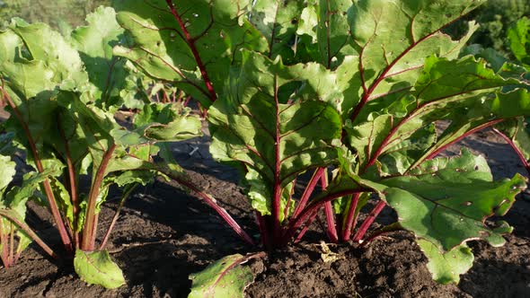 Beets Grow in the Garden