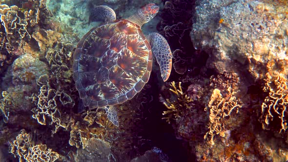 Hawksbill Sea Turtle Glides in Blue Ocean on the Background of Coral Reefs