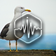Seagull Calls Loop