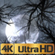 Moon And Scary Trees - VideoHive Item for Sale