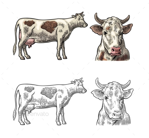 Cow Side and Front View Hand Drawn in a Graphic