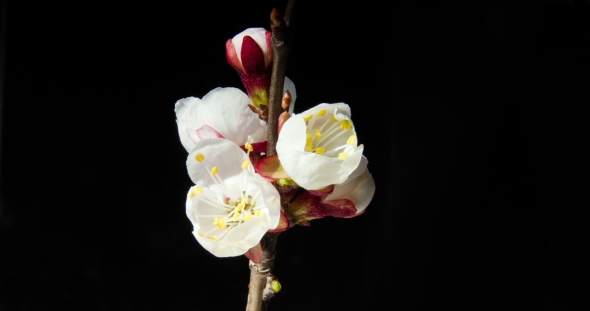 Several Apricot Flowers Blossom on a Branch on a Dark Background