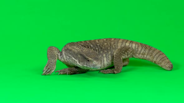 Savannah Monitor Lizard - Varanus Exanthematicus on Green Background. Close Up. Slow Motion