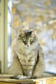 Gray cat sitting on a balcony with sunlight - PhotoDune Item for Sale