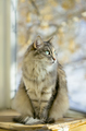 Gray cat sitting on a balcony with sunlight - PhotoDune Item for Sale