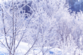 frozen winter tree branches - PhotoDune Item for Sale