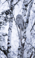 Ural owl in natural habitat - strix uralensis - PhotoDune Item for Sale
