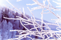 frozen winter tree branches - PhotoDune Item for Sale