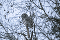Ural owl in natural habitat - strix uralensis - PhotoDune Item for Sale