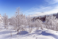 Winter snowy snag near a river , Russia, Siberia Altai - PhotoDune Item for Sale