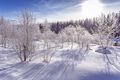 Winter snowy snag near a river , Russia, Siberia Altai - PhotoDune Item for Sale