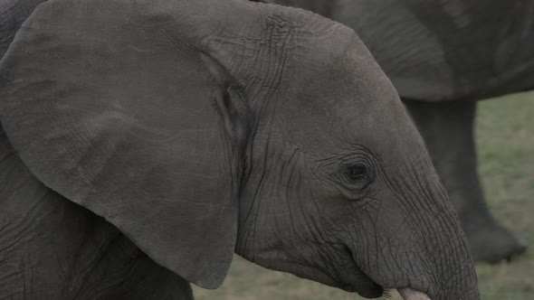 Close up of an elephant