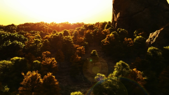 Tropical Palm Forest at Sunset alt