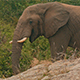 African Elephant Feeding and Walking Off - VideoHive Item for Sale