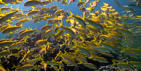 Shoal Of Yellow Fish On The Coral Reef