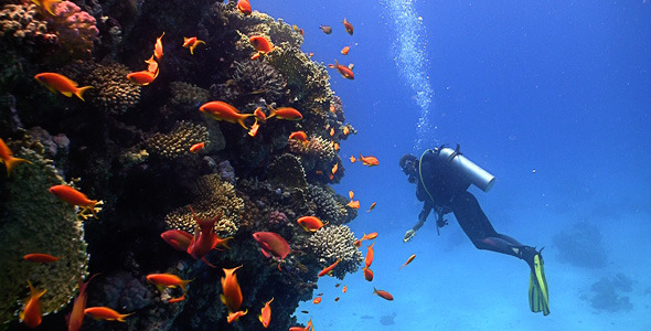 Coral Reef Red Fish