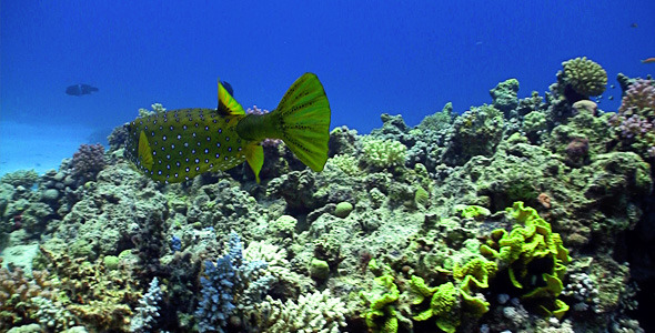 Bluetail Trunkfish Feeds On The Coral Reef