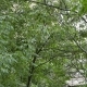 Summer Rain Pouring Down at a Green Tree Outside of Window - VideoHive Item for Sale