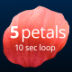 5 Rose Petals Loop - VideoHive Item for Sale