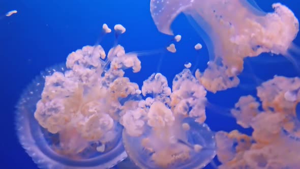 Australian Spotted Jellyfish