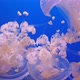 Australian Spotted Jellyfish - VideoHive Item for Sale
