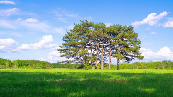 Green Meadow with Six Pines