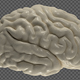 Brain  - VideoHive Item for Sale