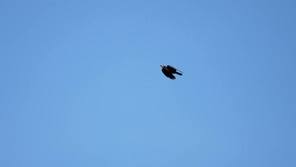 Black Crow Eagle is a Bird of Prey in the Hawk Family