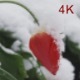 Tulip In The Snow - VideoHive Item for Sale