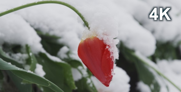 Tulip In The Snow