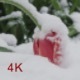Tulip In The Snow 2 - VideoHive Item for Sale