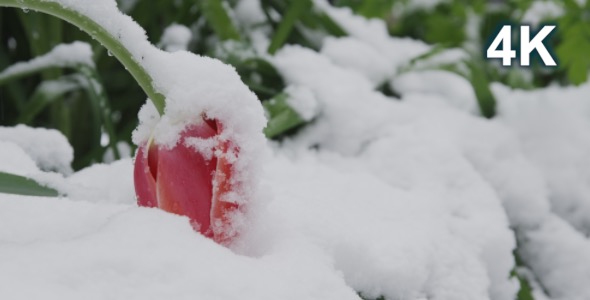 Tulip In The Snow 2
