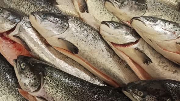 Fresh Fish on the Supermarket Counter