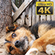 Dog - VideoHive Item for Sale