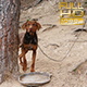 Dog Hunting - VideoHive Item for Sale
