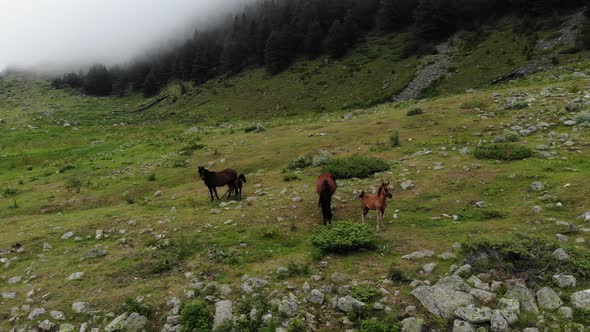 Dark Horses with Foals Graze on a Green Meadow in a Mountain Gorge in Cloudy Weather