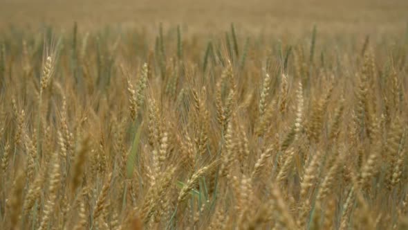 Yellow Wheat On Field