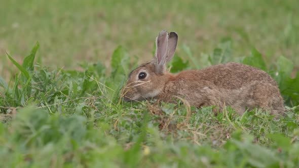 Wild European Rabbit close up, Oryctolagus cuniculus