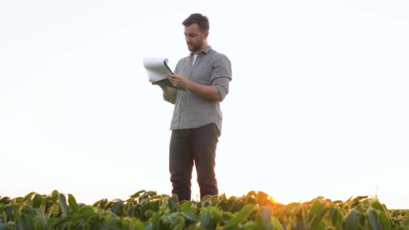 A Successful Farmer on His Plantation of Soybean Checks the Crop