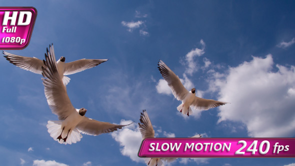 White Birds On A Sunny Day