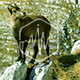Meadow Ambience Goat Birds and Crickets