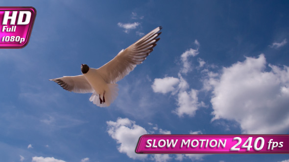 White Seagull In The Sunny Sky