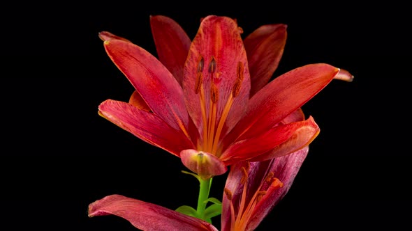Time Lapse of Beautiful Red Lily Flower Blossoms