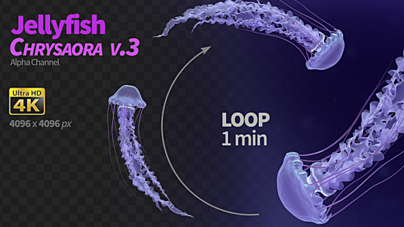 Jellyfish Chrysaora 3 alt