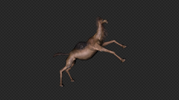 A Camel Pack 10 In 1 alt