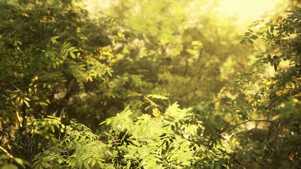 Sunbeams Pour Through Trees in Misty Forest