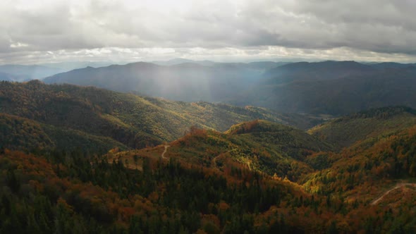 Golden Autumn Drone View of Forest Landscape with Yellow Trees From Above