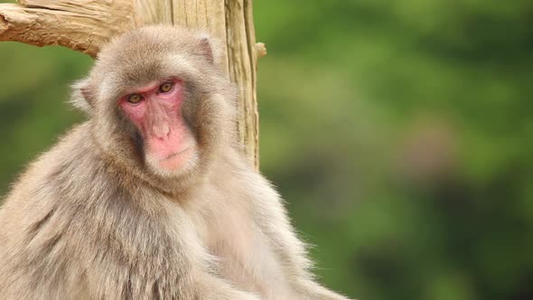 Japanese Macaque In Nature